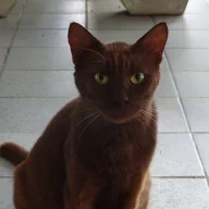 りんりんのメモ帳